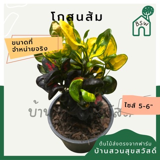 โกสนส้ม กระถาง 5-6 นิ้ว ต้นโกสน เป็นไม้แดด ไม้ด่างสวย ใบสีสันสดใส