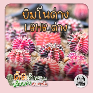 ต้นยิมโน LBHB ด่าง และ ยิมด่าง- แอลบีไฮบริดด่าง&ยิมโนด่าง (gymnocalycium) - กระบองเพชร ราคาถูก🌵แคคตัส🌵