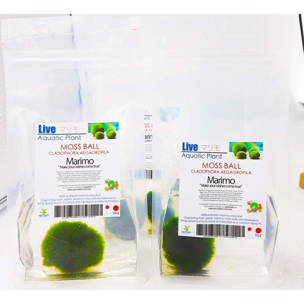 ของแท้-พร้อมจัดส่ง-marimo-มาริโมะ-สาหร่ายตกแต่งตู้ปลา-สาหร่ายมาริโมะ-มอสบอล-สาหร่ายนำโชคญี่ปุ่น-สาหร่ายญี่ปุ่น-มอส