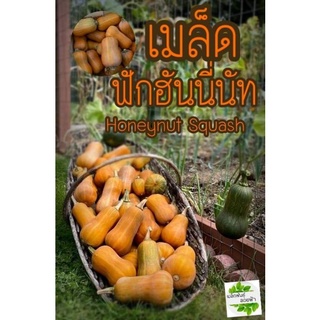 ภาพหน้าปกสินค้าเมล็ดพันธุ์  ฟักฮันนี่นัท5เมล็ด  Honeynut Squash อร่อย หวานมัน เมล็ดแท้นำเข้าจากต่างประเทศ ที่เกี่ยวข้อง