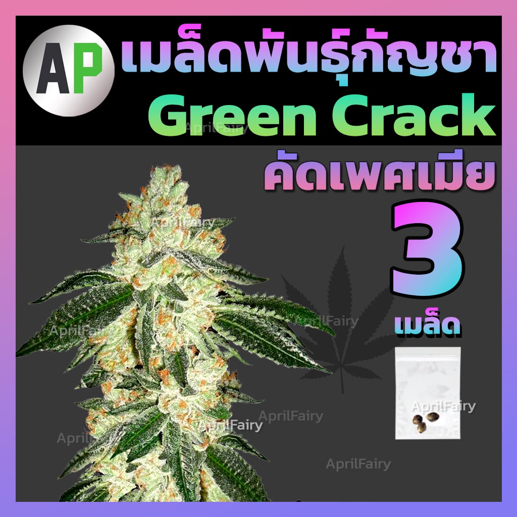 เมล็ดกัญชา-กรีน-แครก-เมล็ดพันธุ์กัญชา-green-crack-cannabis-seeds-ของแท้-ไม่งอกเคลมฟรี