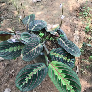 0013 มาแรนทา แดง 🌿 Maranta Leuconcura Erythroneura or Maranta Red