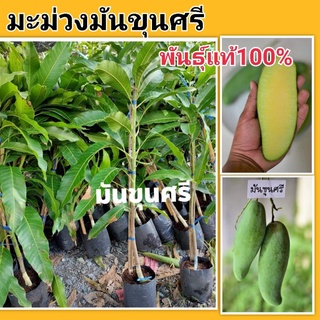 ต้นมะม่วงมันขุนศรี พันธุ์100%  ต้นสมบูรณ์แข็งแรง ลงปลูกกลางแจ้งได้เลย