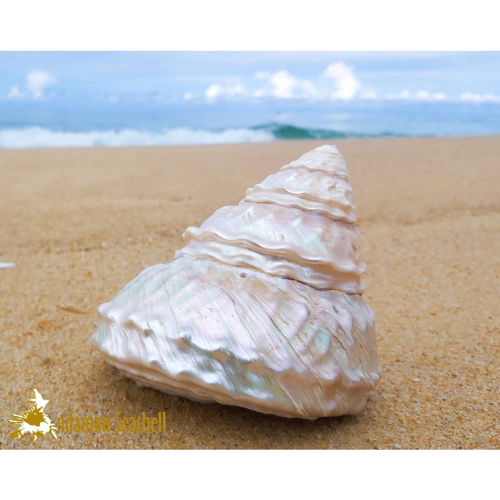 andaman-seashell-เปลือกหอย-เปลือกหอยนมสาวคลื่น-ขัดมุก