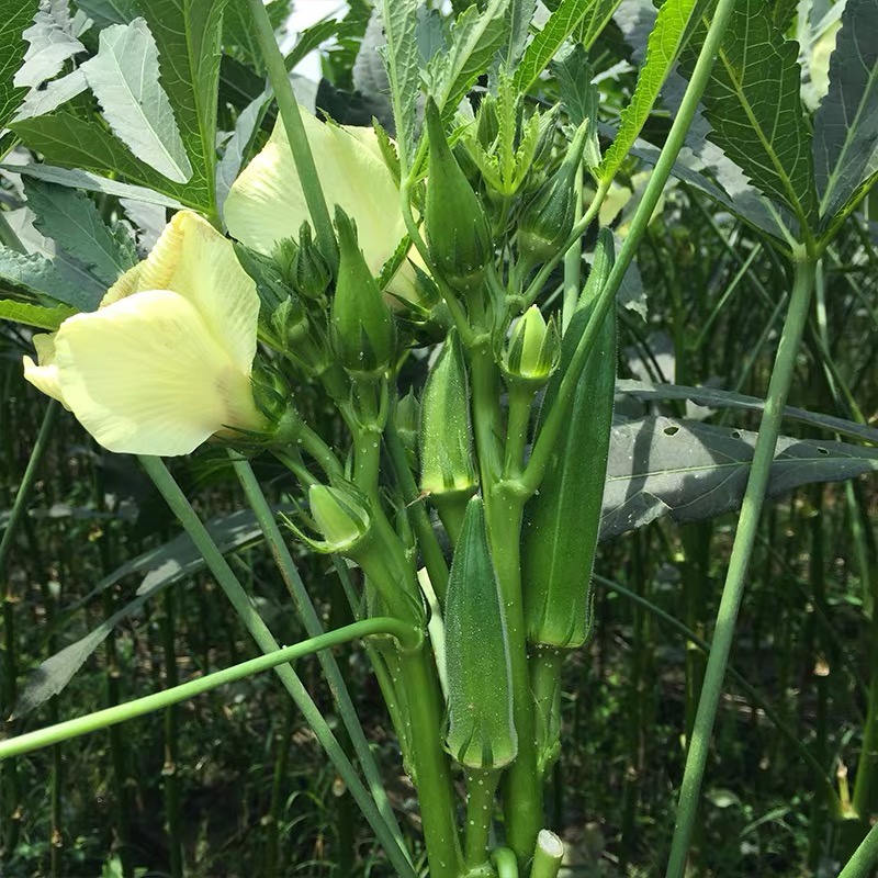 เมล็ดพันธุ์-กระเจี๊ยบเขียว-okra-seeds-vegetable-seeds-บรรจุ-เมล็ด-เมล็ดพันธุ์ผัก-ผักออ-นี่มันเมล็ดพืช-ไม่ใช่พืช