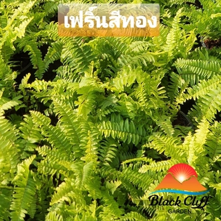 ต้นเฟิร์นสีทอง เฟิร์นสีทอง สวนเขาหมาก สีสรรสดใส ไม้ดอก ไม้สวย ไม้ประดับ ดอกไม้ home garden รับประกันสินค้า