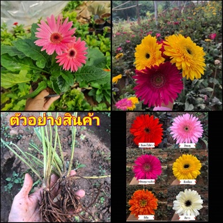 (6หน่อx6สี)(vาย หน่อพันธุ์) หน่อ เหง้า ต้น เยอบีร่า gerbera / ณัฐณิชา