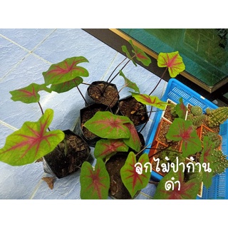 ร่อนทอง ลูกไม้ป่สก้านดำ บอนสี