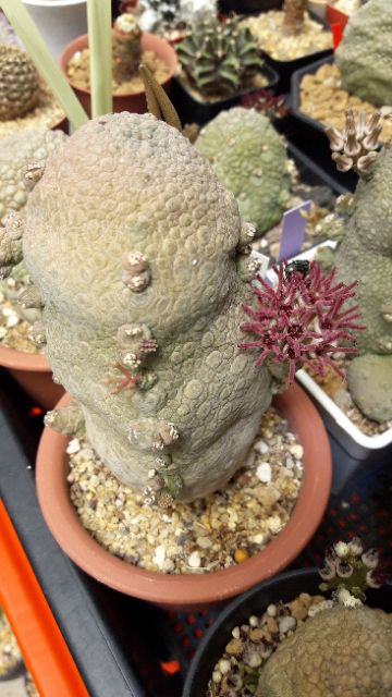 cake-cactus-farm-ไม้อวบน้ำ-pseudolithos-migiurtinus-vs-cubiformis-คางคกกลมผสมเหลี่ยม-ลายยับๆ