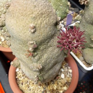 ภาพหน้าปกสินค้าCake Cactus Farm ไม้อวบน้ำ Pseudolithos migiurtinus vs. cubiformis คางคกกลมผสมเหลี่ยม ลายยับๆ ซึ่งคุณอาจชอบสินค้านี้