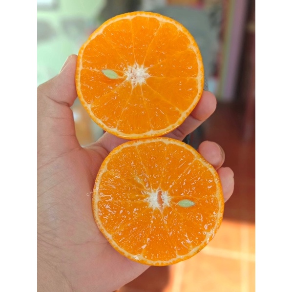 ภาพหน้าปกสินค้าส้มไต้หวัน ตรานกแก้ว การันตีความอร่อยหวานเข้มข้น ยอดขายสูงสุด ส่งฟรี จากร้าน salafruits บน Shopee