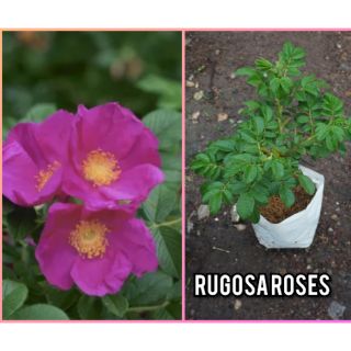 กุหลาบ rugosa roses ดอกสวยงามมาก มีเสน่