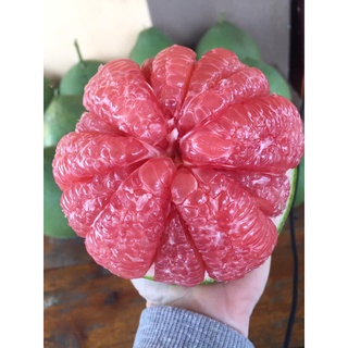 ภาพขนาดย่อของภาพหน้าปกสินค้า(pomelo fruit) ส้มโอไซร้0.8-0.9กก กล่องละ5ลูก จากร้าน saowskyseapupa บน Shopee