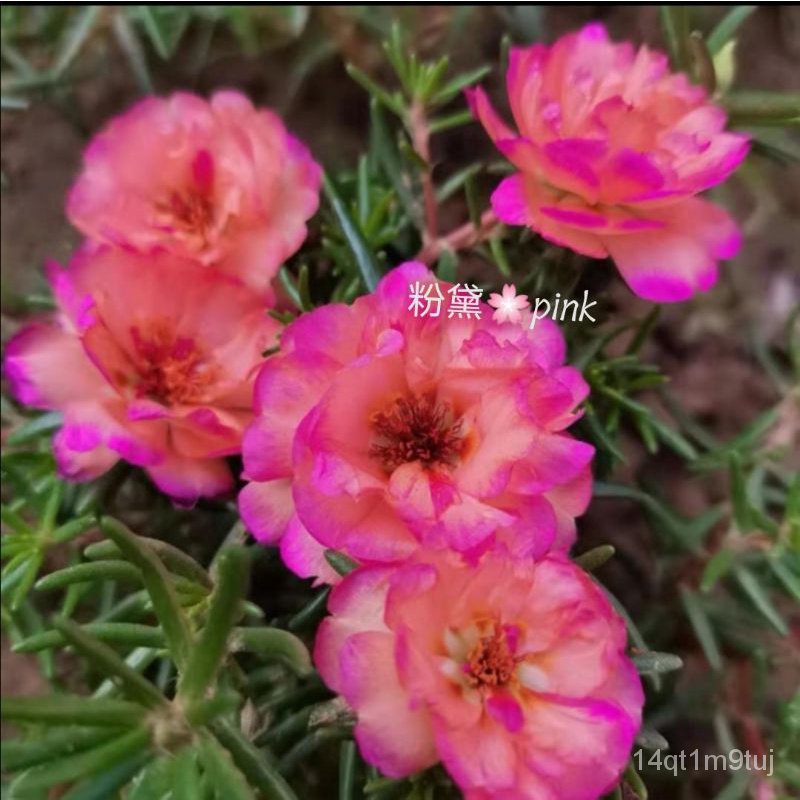 เมล็ดออกอากาศดอกทานตะวันเมล็ด-hybrid-moss-rose-seedขึ้นฉ่าย-แม่และเด็ก-เด็ก-seeds-ดอกไม้-บุรุษ-สวน-มะละกอ-แอปเปิ้ล-ผักก