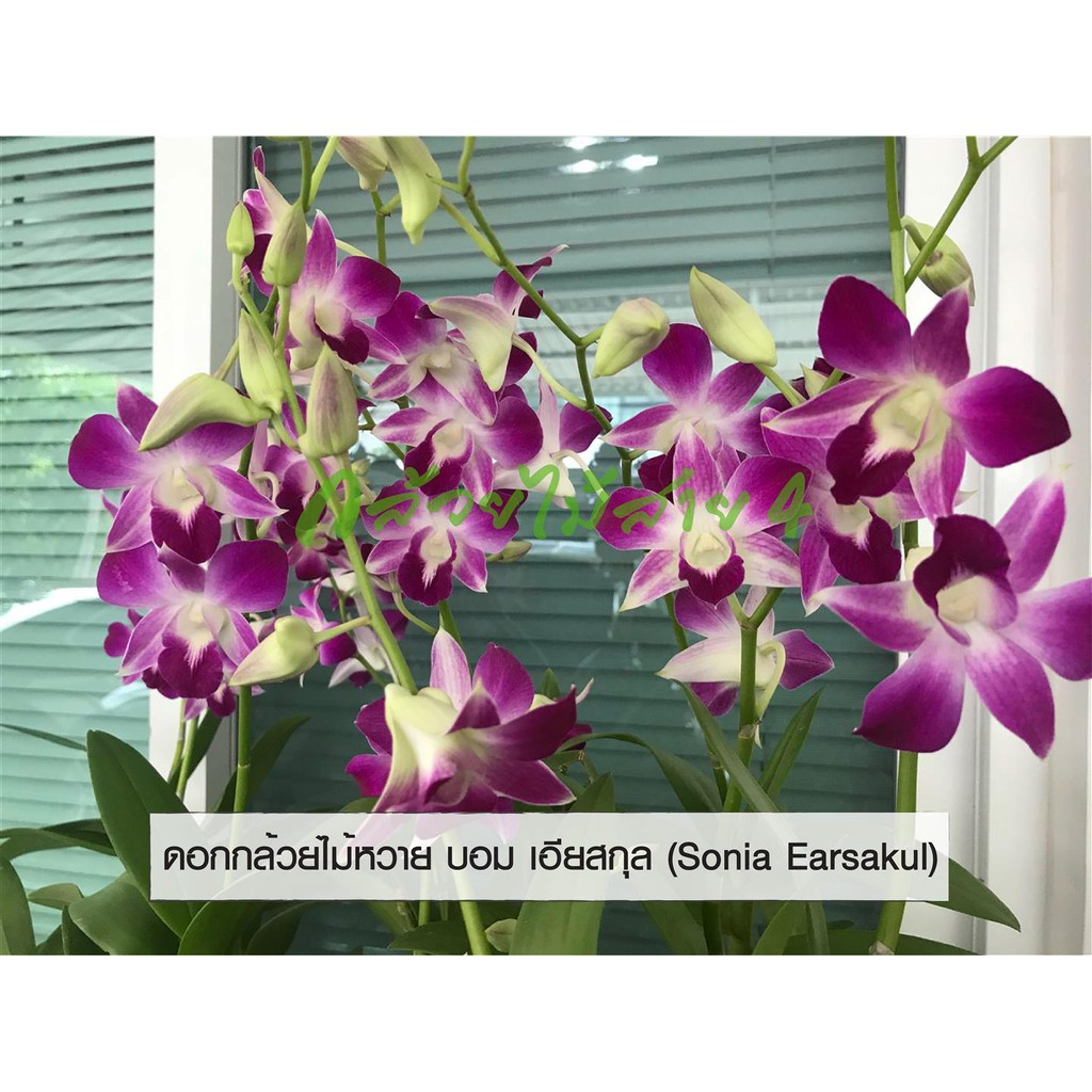ภาพสินค้าต้นกล้วยไม้หวายบอม เอียสกุล กระถาง 4 นิ้ว อายุ 1-2 ปี พร้อมให้ดอก ความสูง 50 ซม. (Dendrobium Sonia Earsakul Plant) จากร้าน bangkokgreen บน Shopee ภาพที่ 8