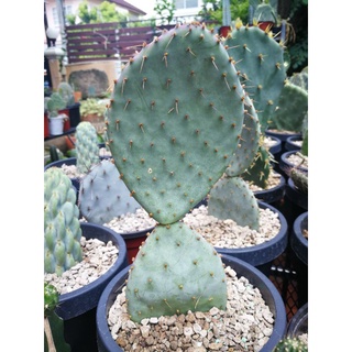 Opuntia violacea var. santarita 2แพด