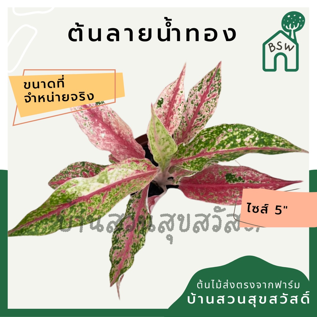 ลายน้ำทอง-อโกลนีมา-ในกระถางพร้อมตั้ง