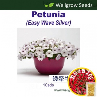 Petunia ง่าย Wave เงิน (10sds) 矮牵牛花:轻浪ชุด(เงิน) / Benih Petunia เมล็ดเวลโกรว์ Seedsed 6RCO