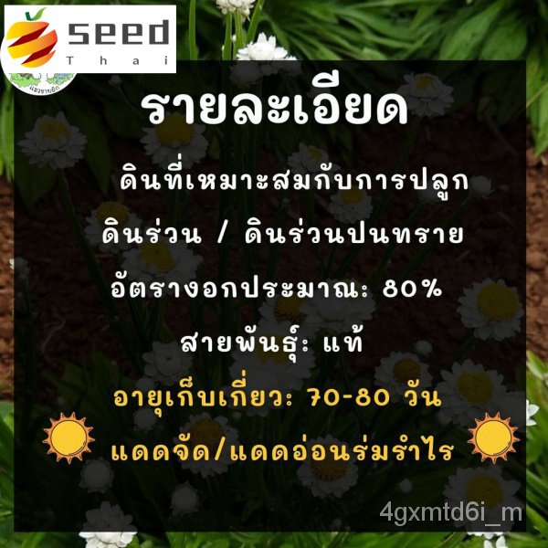 ผู้ค้าส่งเมล็ดพันธุ์-เมล็ดพันธุ์-แอมโมเบียม-200-เมล็ด-ทำดอกไม้แห้ง-ammobium-alatum-เมล็ดพันธุ์แท้-นำเข้าจากต่างประเท