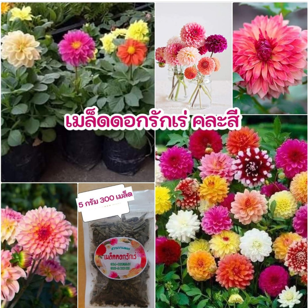 5ซอง-ขาย-เมล็ด-ต้น-ดอก-เมล็ด-รักเร่-dahlia-สวนบนดอย