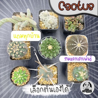 ต้นแคคตัส คละสายพันธ์ุ ไม่ใช่ไม้ทั่วไป ( ต้นกระบองเพชร Cactus)  Set G🌵ต้นแคคตัส❤️