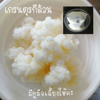 (ส่งทุกวัน)​เกรนตุรกี (ไม่เปรี้ยว) บัวหิมะธิเบต/คีเฟอร์นม​Kefir Grains