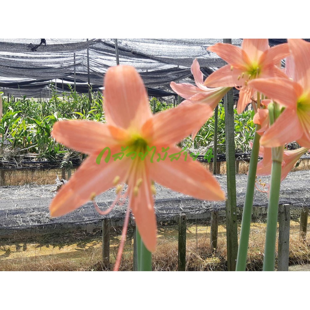 ภาพสินค้าหัวว่านสี่ทิศ amaryllis ดอกสีส้ม สีโอรส ปลูกง่าย ออกดอกบ่อย จากร้าน bangkokgreen บน Shopee ภาพที่ 1