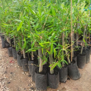 ต้นไผ่ ไผ่บงหวานเพชรน้ำผึ้ง เบอร์9 พืชเศรษฐกิจ กิ่งชำสูง50-70ซม