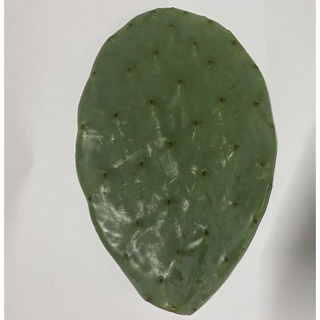 โอพันเทียพริกลี่แพร โรบัสต้า สไปน์เลส กระบองเพชรทานผล ทานใบได้ Opuntia Robusta spineless กระบองเพชรกินได้