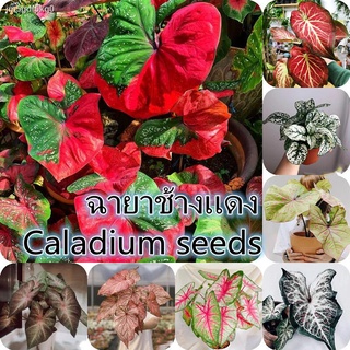 ☘️พร้อมส่ง ☘️ ต้นอโกลนีมา ซูเปอร์เรด Super Red 100pcs Mixed Colorful Caladium Seeds50 เมล็ด (ไม่ใช่พืชที่มีชีวิต)