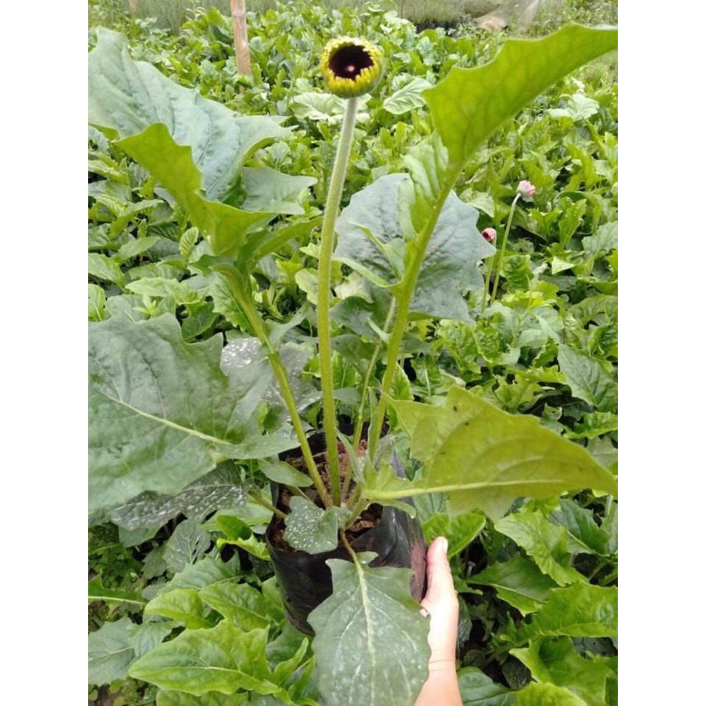 ขาย-ต้นพันธุ์-มี5สี-ดอก-ต้น-เยอร์บีล่า-เยอบีร่า-gerbera-ต้นเยอบีร่า-ดอกเยอบีร่า-ต้นเยอร์บีร่า-รักการปลูก