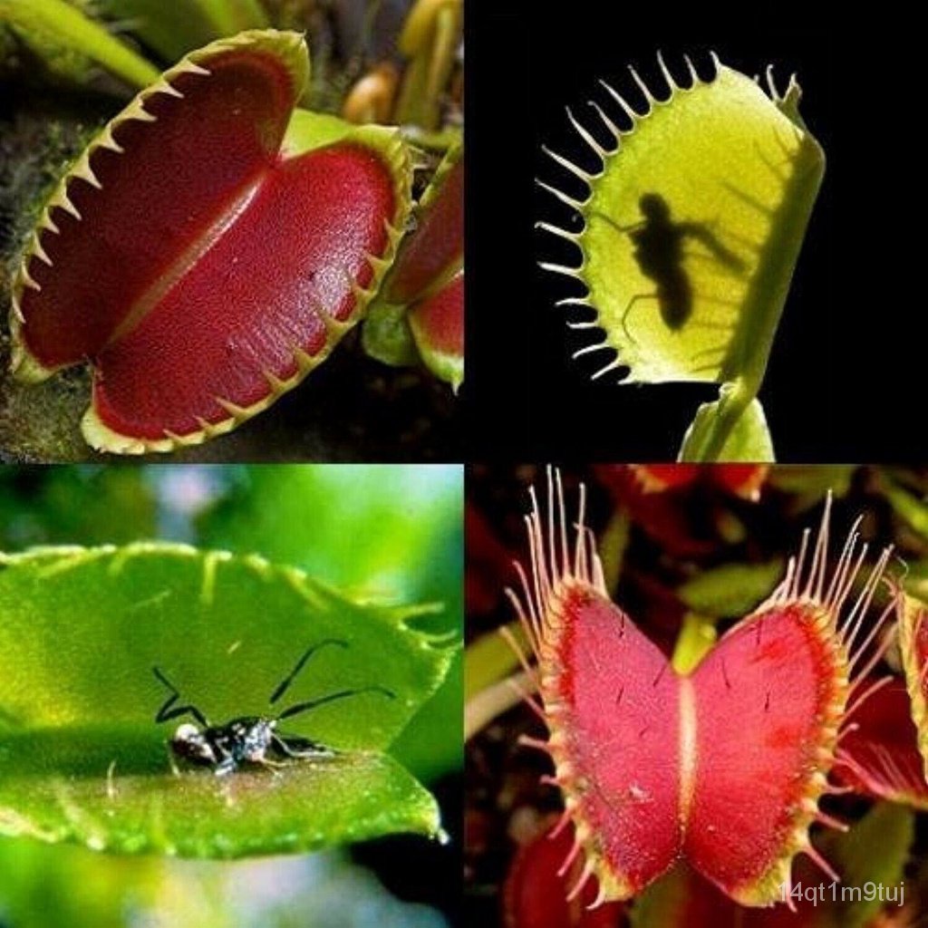 20pcs-flytrap-flower-seedsหายาก3-kindบอนไซแมลงพืชระเบียงห้องกุหลาบ-เด็ก-กางเกง-ผู้ชาย-เสื้อ-บ้านและสวน-ผักกาดหอม-หมวก-สว