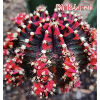 หน่อเด็ดสด Pinkjapan พิ้งค์เจแปน แคคตัส ยิมโนด่าง cactus