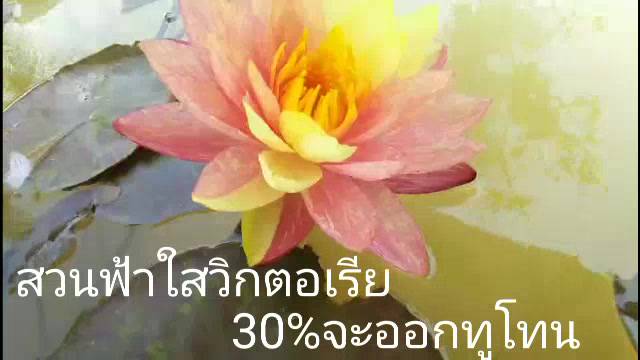 บัวฝรั่งวันวิสาข์-69หน่อตัดสด