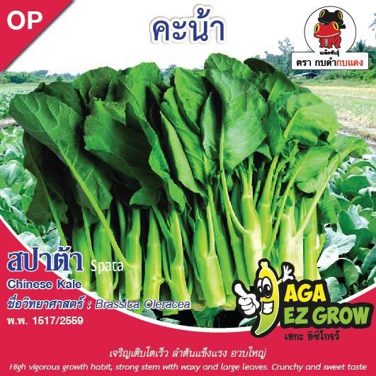 aga-shop-เมล็ดพันธุ์คะน้าสปาต้า