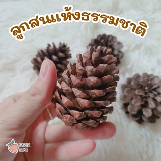 [ส่งด่วน] ลูกสน 🌲 ดอกสน ลูกสนแห้ง พร็อพถ่ายรูป สีธรรมชาติ พร้อพถ่ายรูป ลูกสนลับฟัน สัตว์เลี้ยง