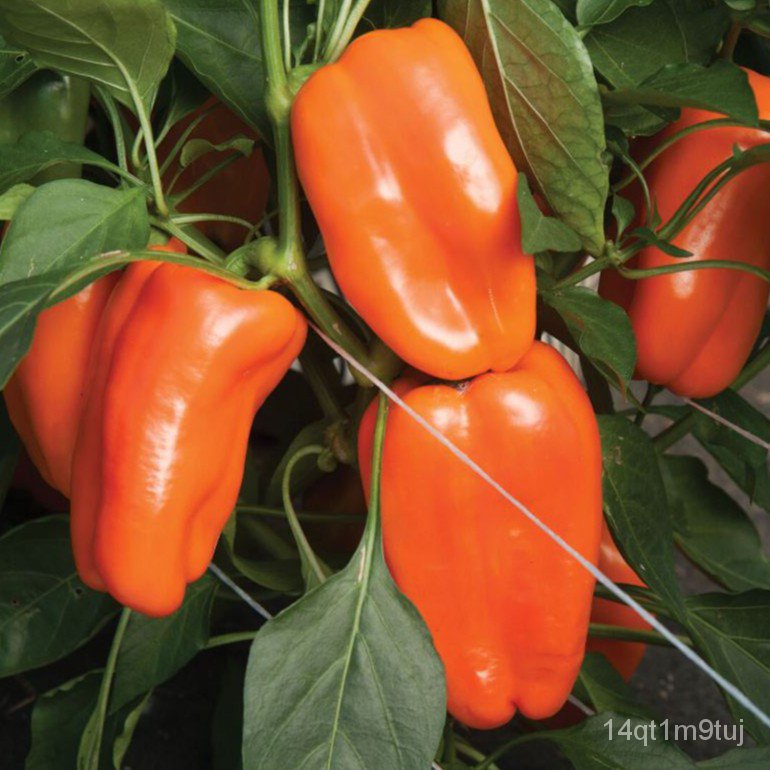 pepper-sweet-glow-f1-8sds-สีส้ม-บริษัทโกลว์ชุด-vegetable-seeds-wellgrow-seedsมักกะโรนี-สร้อยข้อมือ-เมล็ดพืช-ทานตะวั