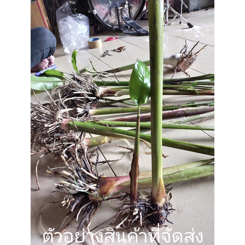 ขาย-หน่อพันธุ์-ดอก-ต้น-หัว-เหง้า-หน่อ-เฮลิโคเนีย-heliconia-episcopalis-อิพิสโคพาลิส-nokair