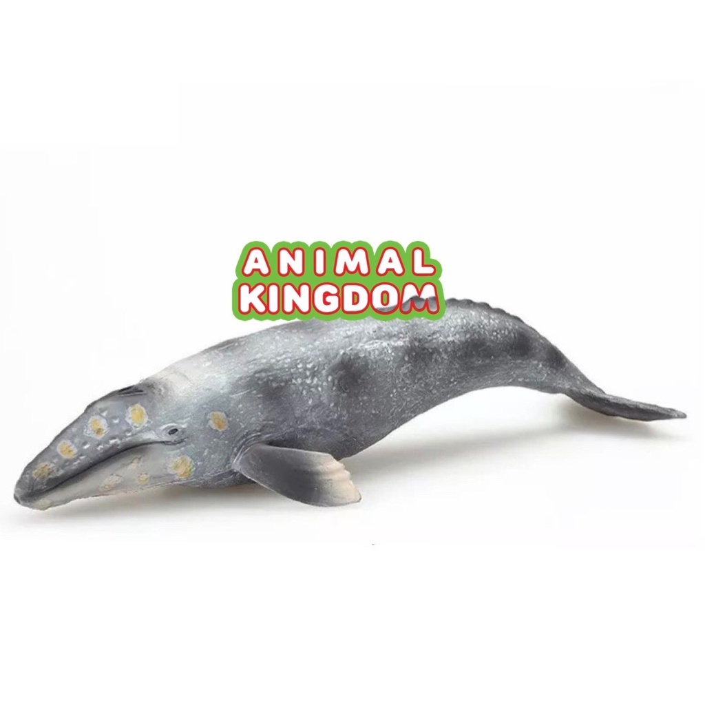 animal-kingdom-โมเดลสัตว์-ปลาวาฬสีเทา-ขนาด-26-50-cm-จากสงขลา