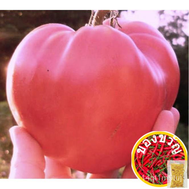 tomato-pink-oxhart-20-30เมล็ด-esculentum-heirloomed-seeds-ewhc