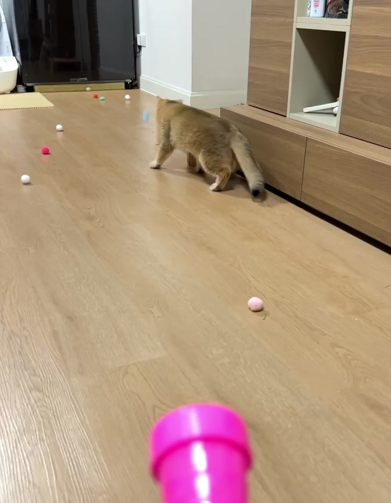 ส่งจากไทย-ที่ยิงลูกปอม-ที่ยิงลูกบอล-ของเล่นแมว