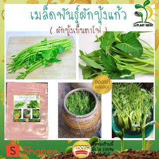 (สินค้าพร้อมส่ง)เมล็ดพันธุ์ผักบุ้งแก้ว ( ผักบุ้งเย็นตาโฟ ) ขนาด 50 เมล็ด (ไม่ใช่พืชที่มีชีวิต)