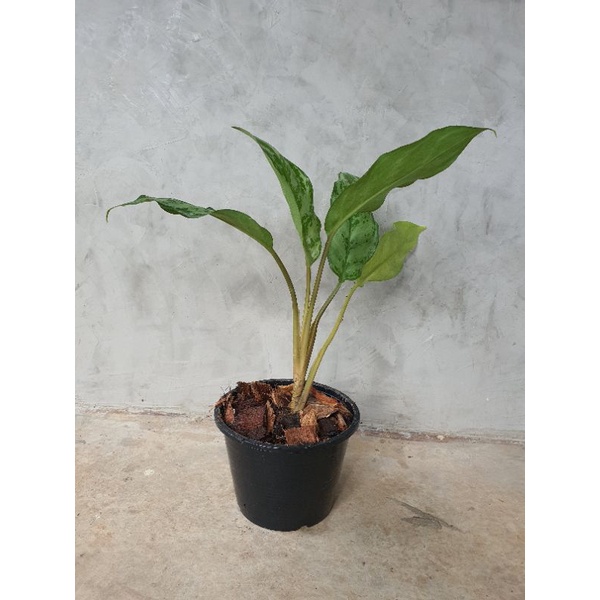 เขียวหมื่นปี-ว่านขันหมาก-aglaonema-อโกลนีมา-ไม้มงคล