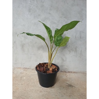 เขียวหมื่นปี(ว่านขันหมาก)  Aglaonema (อโกลนีมา) #ไม้มงคล