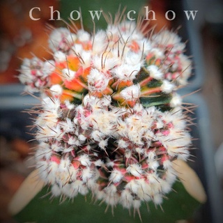 แคคตัส Chow chow(เชาเชา)⭐ขนฟูๆ สวย⭐👍หน่อเด็ดสดด่างสวยคัดพิเศษ ใช้กราฟ👍สำหรับใช้ตั้งแม่