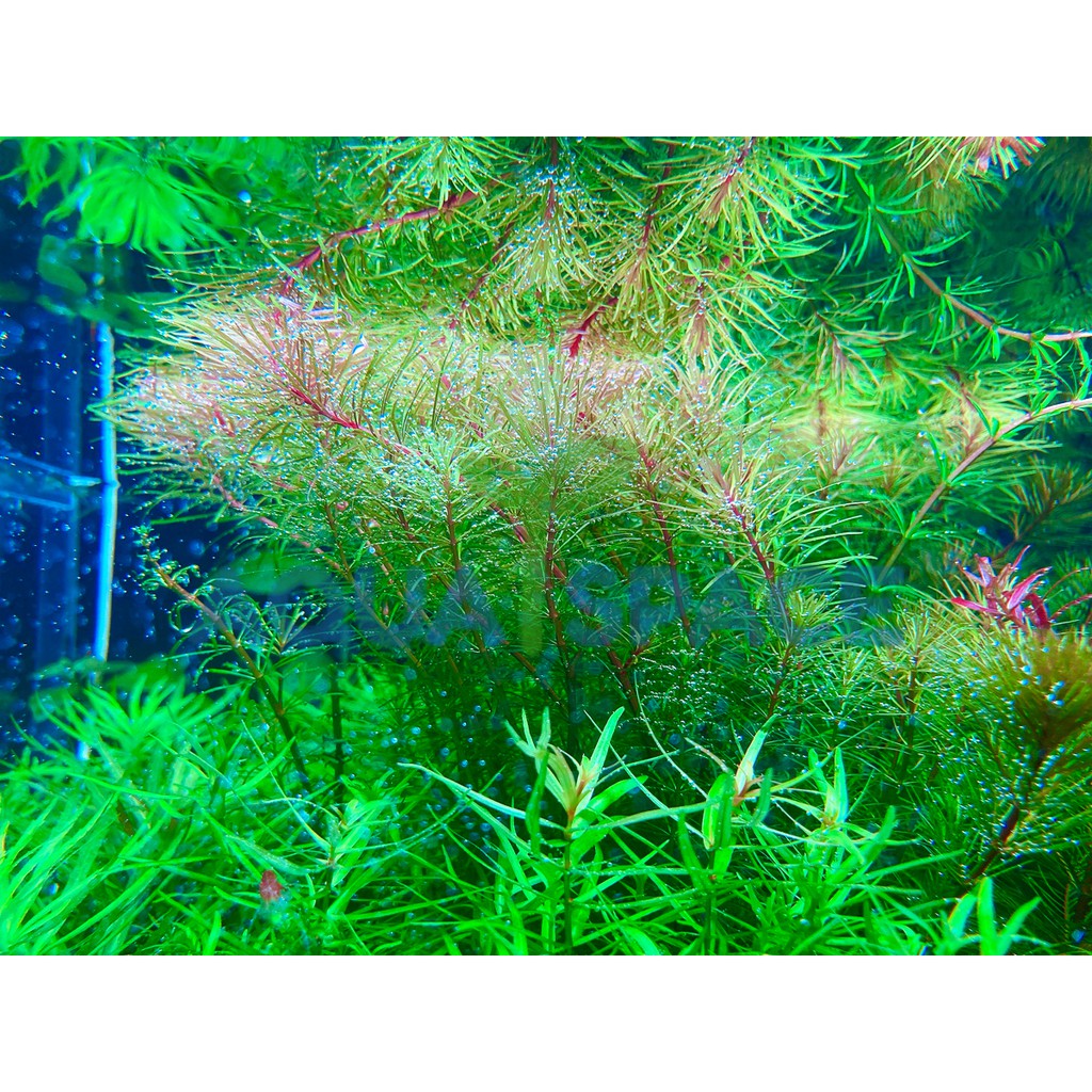 rotala-wallichii-ไม้ข้อ-ไม้แดง-ไม้เขียว-ไม้ชมพู-ไม้น้ำ-ไม้หลังตู้-ตู้ไม้น้ำ-พรรณไม้น้ำ-ตู้ปลาสวยงาม