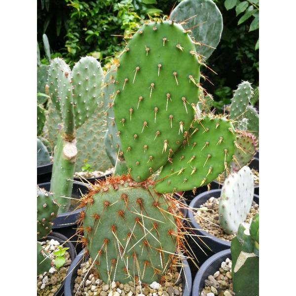 opuntia-acciculata-flexospina-ขายยกกอ-มีราก