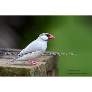 ภาพนกกระจอกชวาสีขาว Java sparrow อัดลงบนกระดาษอย่างดี ขนาด12X18นิ้ว(เฉพาะภาพไม่มีกรอบ)