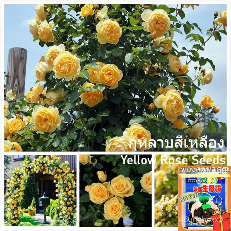 คุณภาพสูง-เมล็ด-เมล็ดพันธุ์-กุหลาบเลื้อย-กุหลาบ-สีเหลือง-yellow-rose-flower-seeds-บรรจุ-100-เมล็ด-เมล็ด-ผัก-ปลูก-สวนค