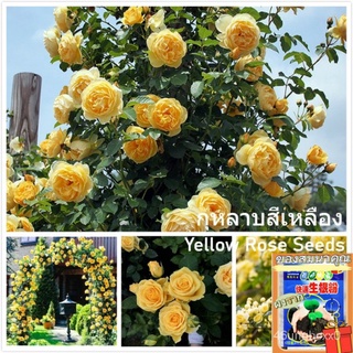 （คุณภาพสูง เมล็ด）เมล็ดพันธุ์ กุหลาบเลื้อย กุหลาบ สีเหลือง (Yellow Rose Flower Seeds) บรรจุ 100 เมล็ด/เมล็ด ผัก ปลูก สวนค